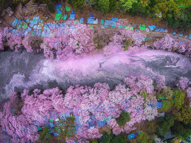 Волшебные фотографии цветущей сакуры от National Geographic. Фото: Река сакуры. Фото с сайта http://fullpicture.ru/