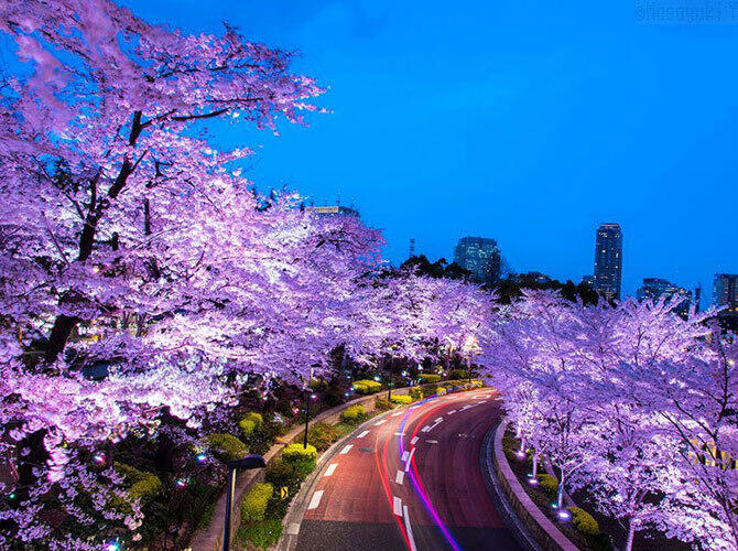 Волшебные фотографии цветущей сакуры от National Geographic. Фото:  Розовая сакура и розовая дорога. Фото с сайта http://fullpicture.ru/