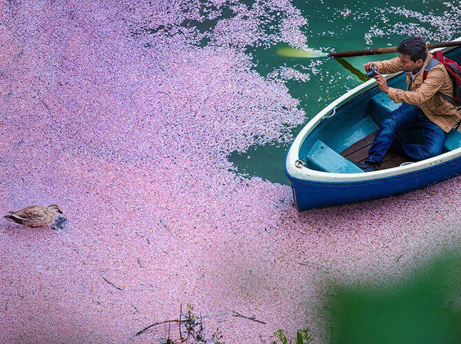 Волшебные фотографии цветущей сакуры от National Geographic. Фото: После сакуропада. Фото с сайта http://fullpicture.ru/