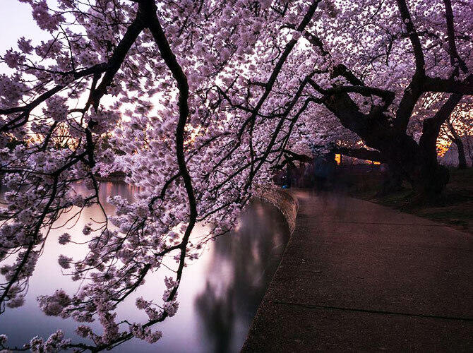 Волшебные фотографии цветущей сакуры от National Geographic. Фото: Тоннель из цветущей вишни. Фото с сайта http://fullpicture.ru/