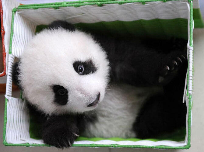 Как выращивают панд в провинции Сычуань. Фото: Корзинка с маленьким бамбуковым медведем в центре разведения панд.Фото с сайта http://bigpicture.ru/