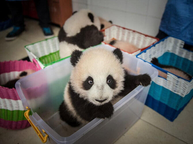 Как выращивают панд в провинции Сычуань. Фото: Родившаяся в неволе панда в корзинке готовится к переезду из здания в центр разведения в провинции Сычуань. Фото с сайта http://bigpicture.ru/
