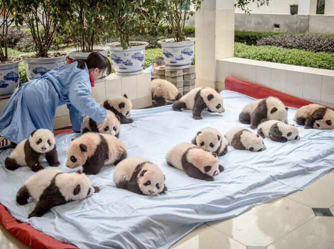 Как выращивают панд в провинции Сычуань. Фото: 14 детенышей панды на одеяле в центре разведения и исследования панд. Фото с сайта http://bigpicture.ru/