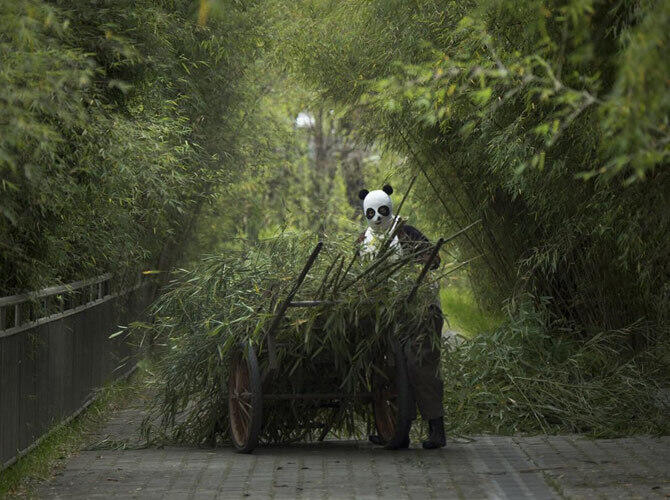 Как выращивают панд в провинции Сычуань. Фото: Работник центра везет бамбук пандам, которых готовят к жизни в дикой природе. Фото с сайта http://bigpicture.ru/