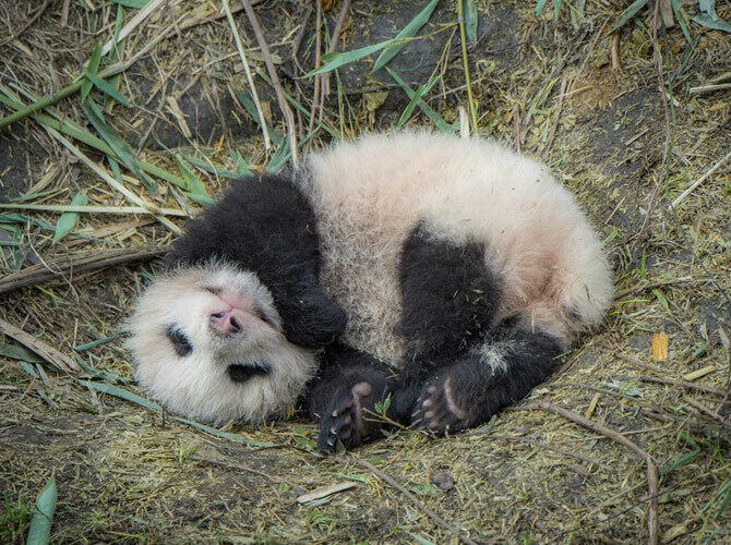 Как выращивают панд в провинции Сычуань. Фото: Детеныш, которому всего месяц от роду. Фото с сайта http://bigpicture.ru/