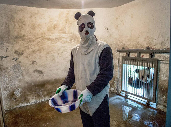 Как выращивают панд в провинции Сычуань. Фото: Смотритель в костюме панды в вольере. Житель вольера И на заднем плане.Фото с сайта http://bigpicture.ru/