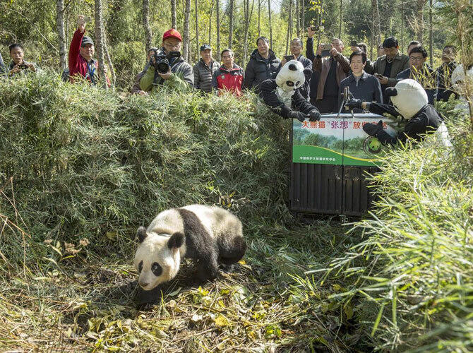 Как выращивают панд в провинции Сычуань. Фото: Чжан Сиань И двухлетнюю панду, родившуюся в неволе, И выпустили в дикую природу. Фото с сайта http://bigpicture.ru/