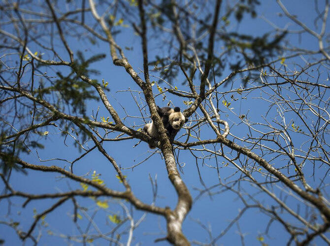 Как выращивают панд в провинции Сычуань. Фото: За этими пандами постоянно следят камеры. Фото с сайта http://bigpicture.ru/
