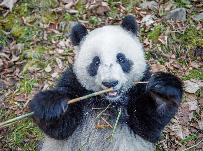 Как выращивают панд в провинции Сычуань. Фото: Родившаяся в неволе панда ест бамбук в лесу День Шень.Фото с сайта http://bigpicture.ru/