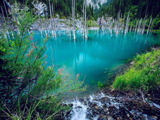 Фотоработы масштабного фотоконкурса "Я люблю Казахстан!" - Природа. Фото: Озеро Каинды. Утонувший лес