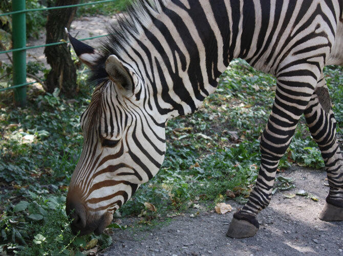 Алматинский зоопарк отметил 80-летие