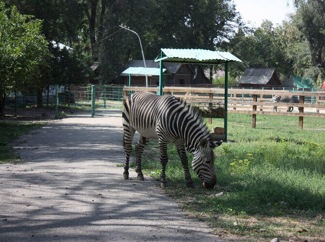 Алматинский зоопарк отметил 80-летие