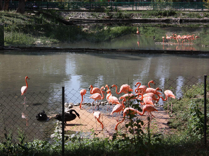 Алматинский зоопарк отметил 80-летие