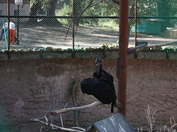 Алматинский зоопарк отметил 80-летие