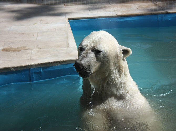 Алматинский зоопарк отметил 80-летие