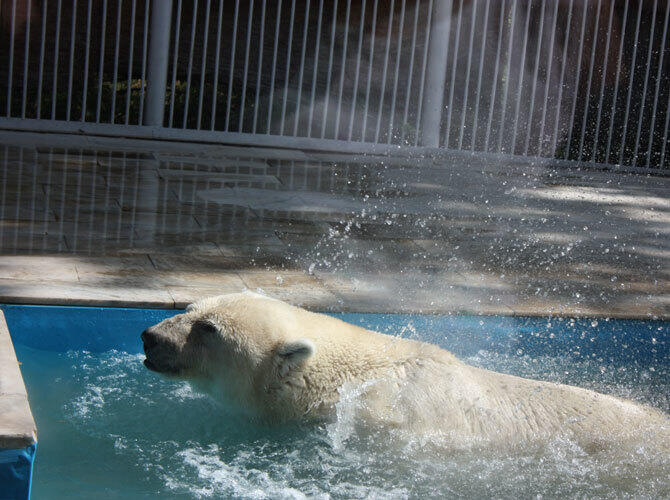 Алматинский зоопарк отметил 80-летие