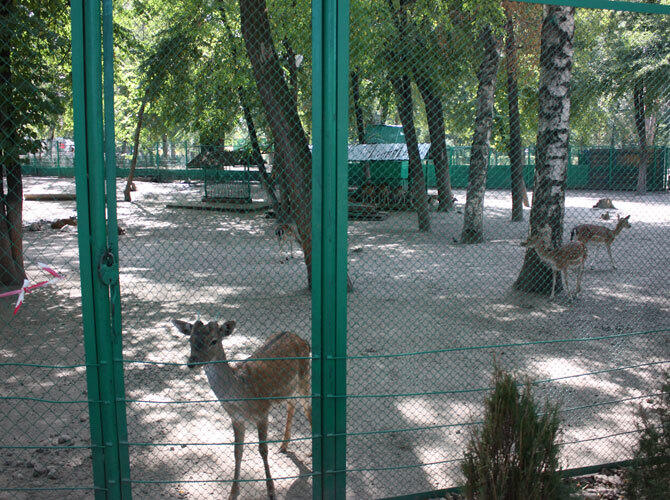 Алматинский зоопарк отметил 80-летие