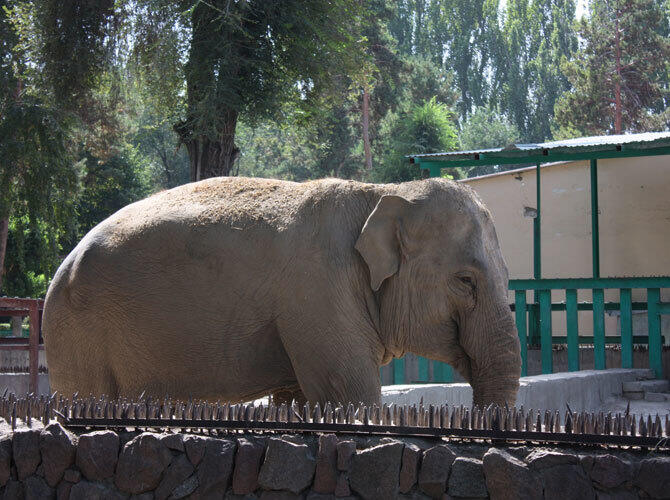 Алматинский зоопарк отметил 80-летие