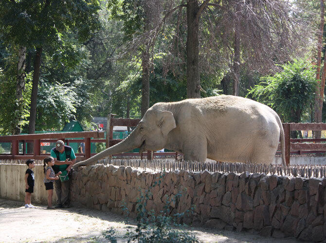 Алматинский зоопарк отметил 80-летие