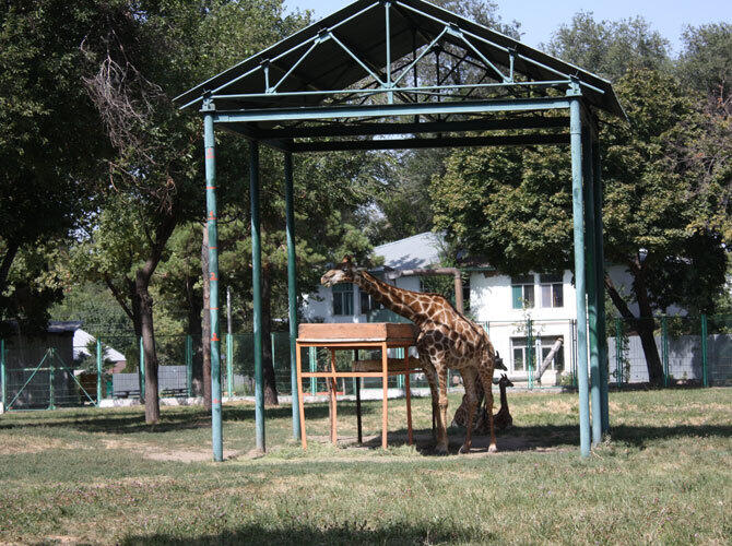 Алматинский зоопарк отметил 80-летие