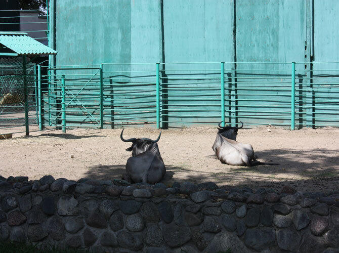 Алматинский зоопарк отметил 80-летие
