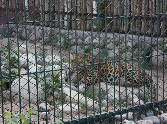 Алматинский зоопарк отметил 80-летие