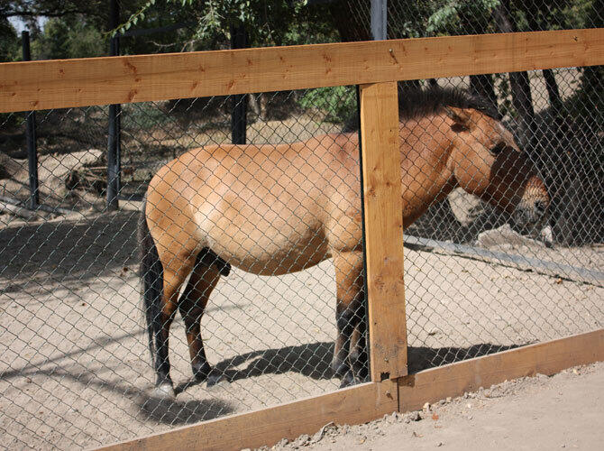 Алматинский зоопарк отметил 80-летие