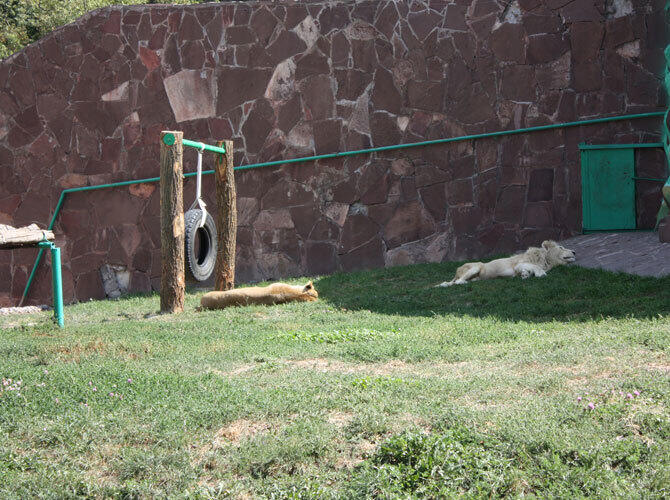 Алматинский зоопарк отметил 80-летие