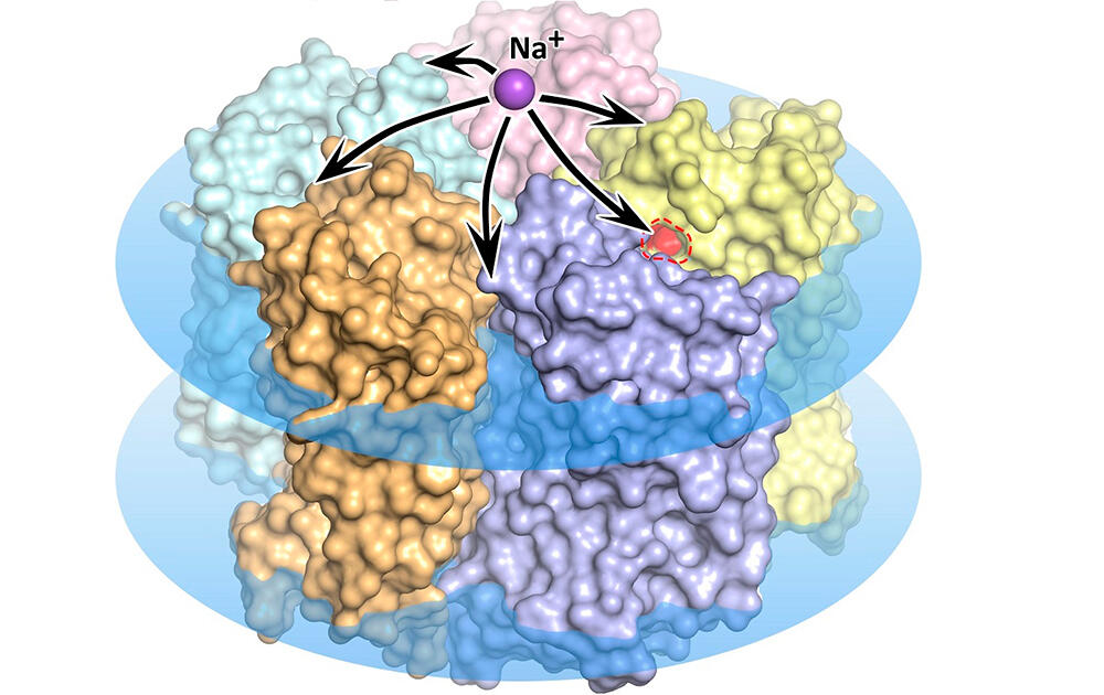 Биофизики расшифровали подлинную структуру родопсина KR2