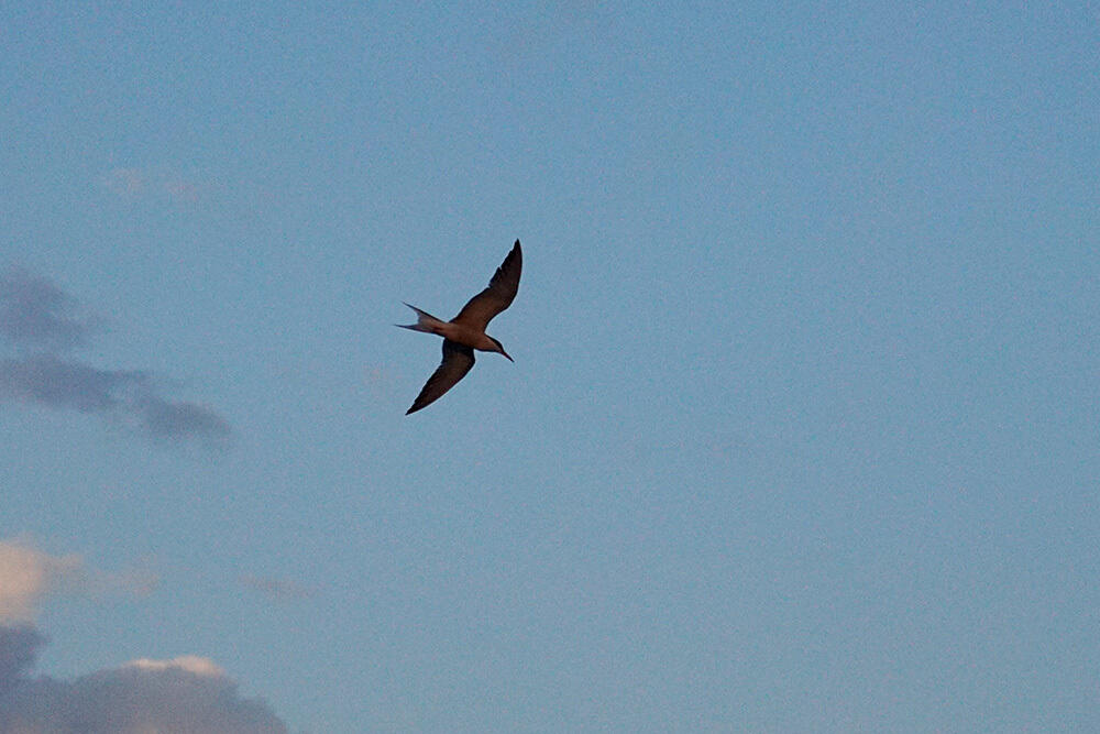 Капчагай. Лето 2019. Автор фото: Э. Куватов