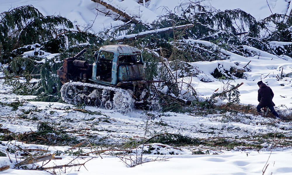 Вырубка в Бутаковском ущелье. Фото: фото Эрик Куватов