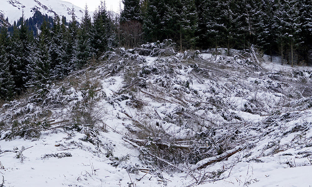 Вырубка в Бутаковском ущелье. Фото: фото Эрик Куватов