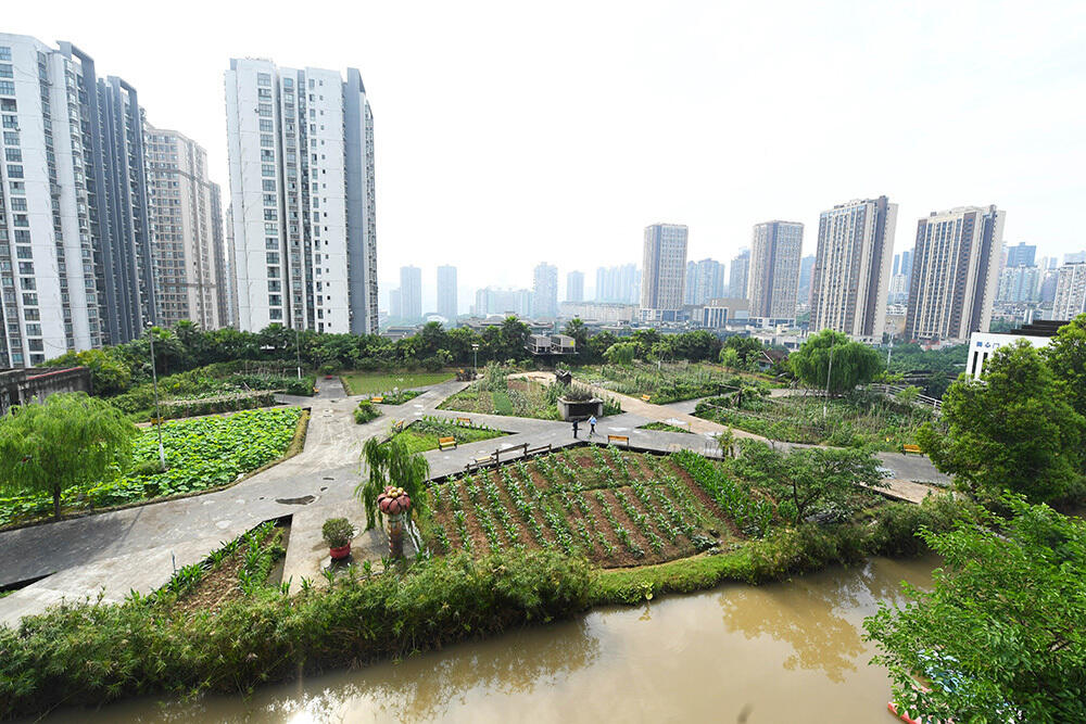 В Китае выращивают овощи на крышах зданий. Фото: Фото предоставлено: CNSPHOTO