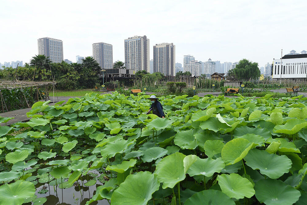 В Китае выращивают овощи на крышах зданий. Фото: Фото предоставлено: CNSPHOTO