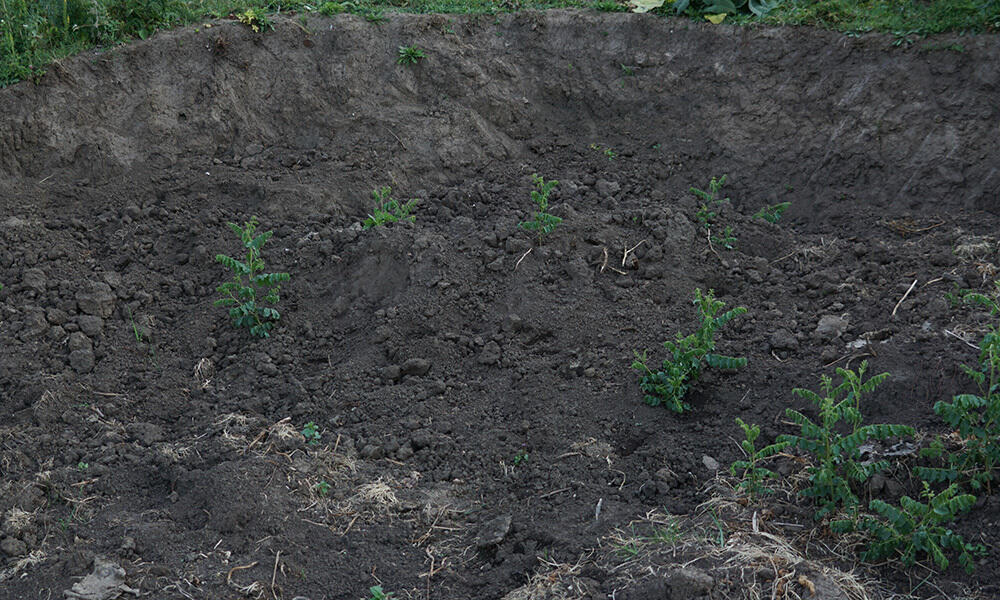 В предгорьях Алматы продолжаются незаконные свалки мусора и хищение плодородного слоя земли. Фото: Наурызбайский район, микрорайон Карагайлы
