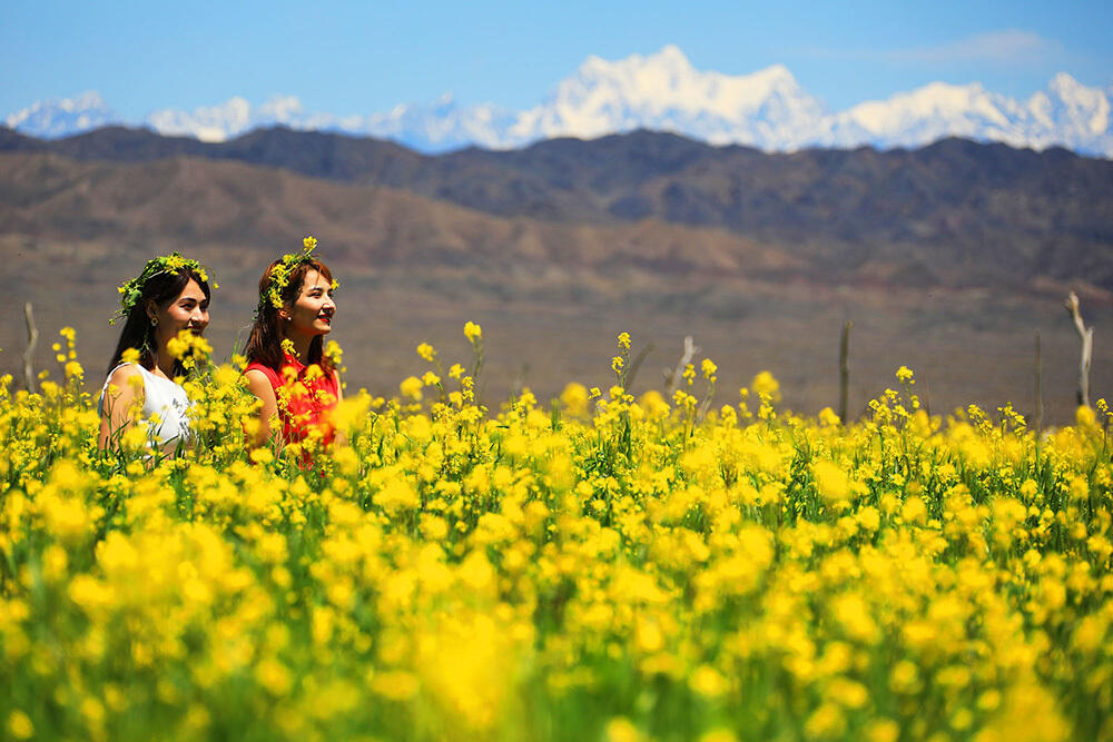 В китайском городе Турфане, где живут этнические казахи, началось цветение рапса . Фото: Фотографии Ли Цзинхай/ Ху Гокай