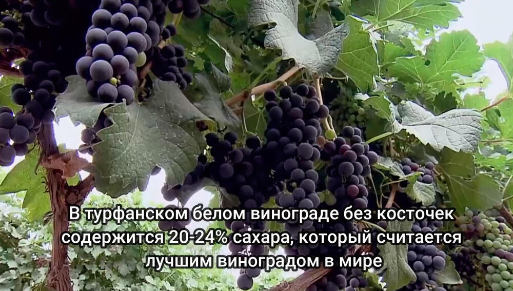 Путешествие за 45 секунд: Сельское хозяйство в Синьцзяне
