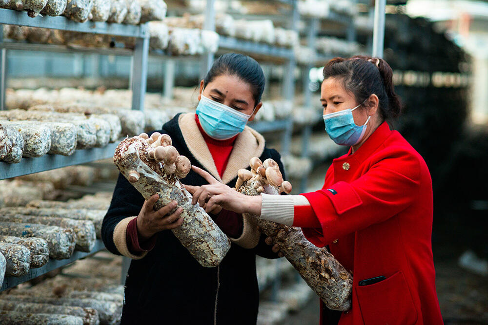 В Синьцзяне активно развивают грибной бизнес