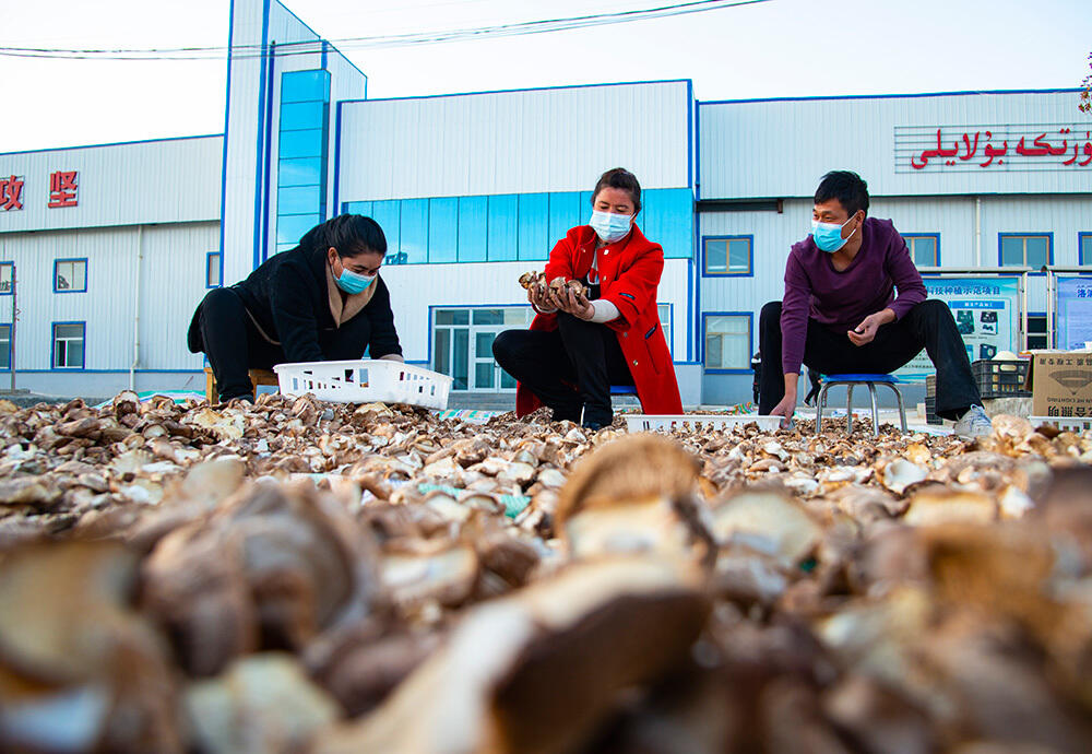 В Синьцзяне активно развивают грибной бизнес