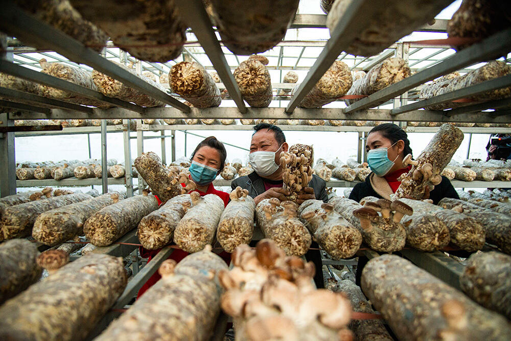 В Синьцзяне активно развивают грибной бизнес
