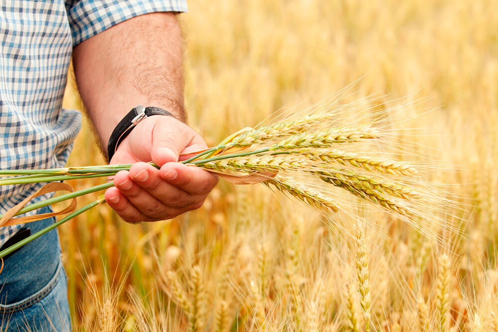  Китай и страны Центральной Азии развивают сотрудничество в сельскохозяйственной отрасли