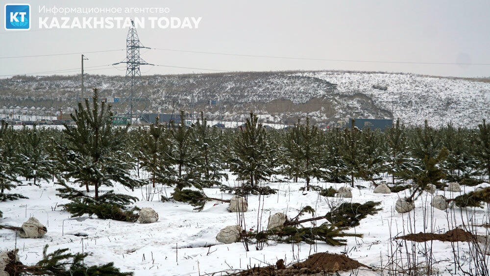 В Алматы высадили около 500 хвойных деревьев . Фото: Эрик Куватов