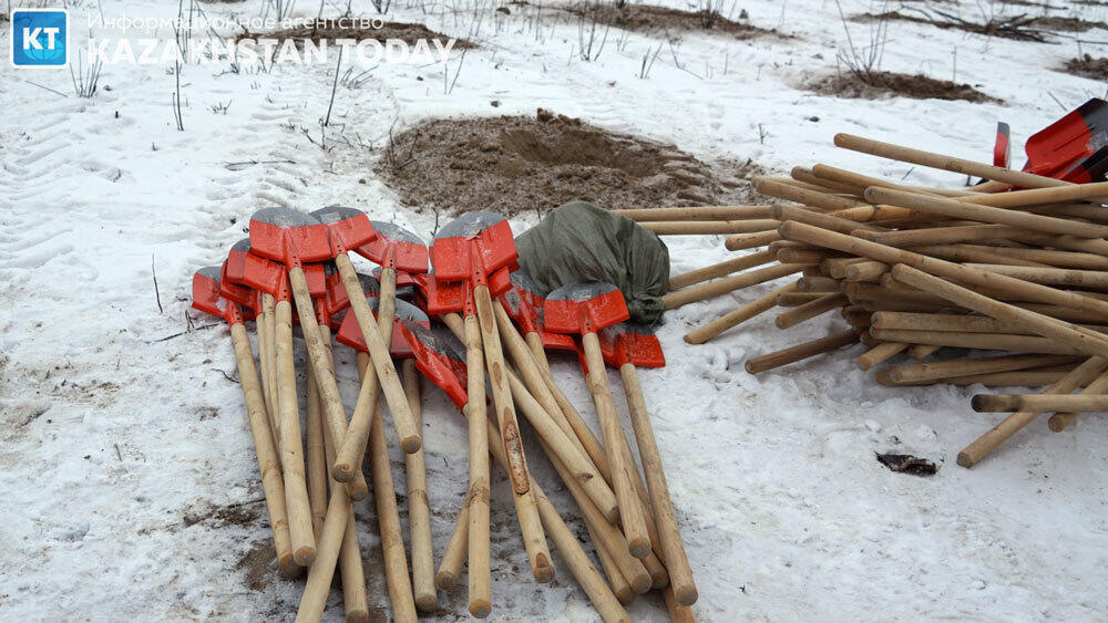 В Алматы высадили около 500 хвойных деревьев . Фото: Эрик Куватов