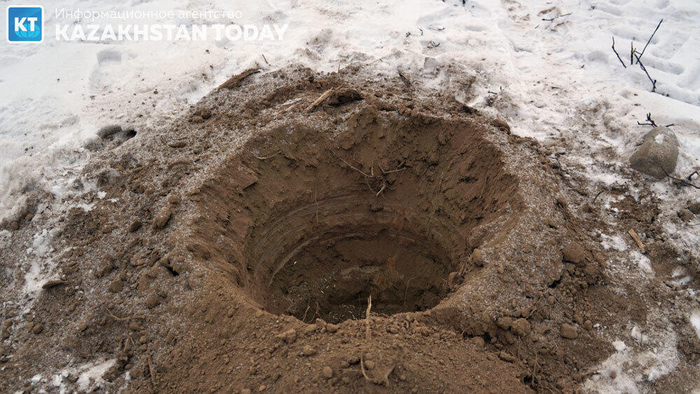 В Алматы высадили около 500 хвойных деревьев . Фото: Эрик Куватов