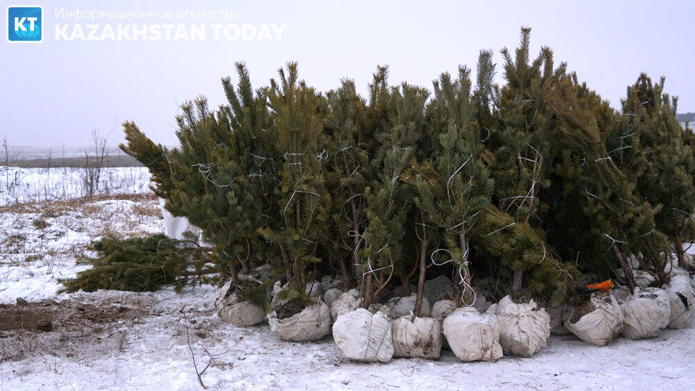 В Алматы высадили около 500 хвойных деревьев . Фото: Эрик Куватов