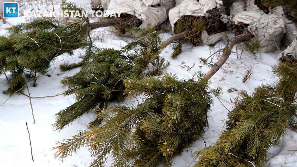 В Алматы высадили около 500 хвойных деревьев . Фото: Эрик Куватов