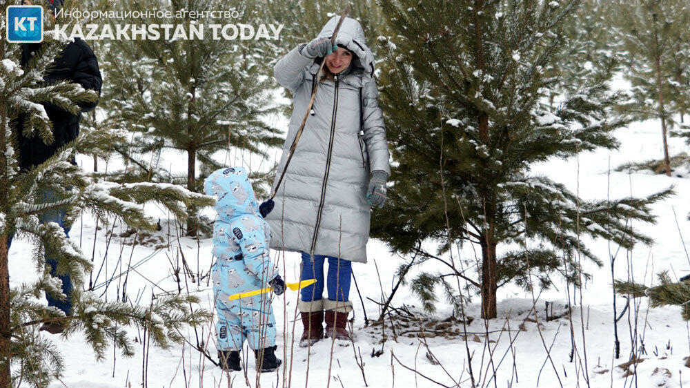 В Алматы высадили около 500 хвойных деревьев . Фото: Эрик Куватов
