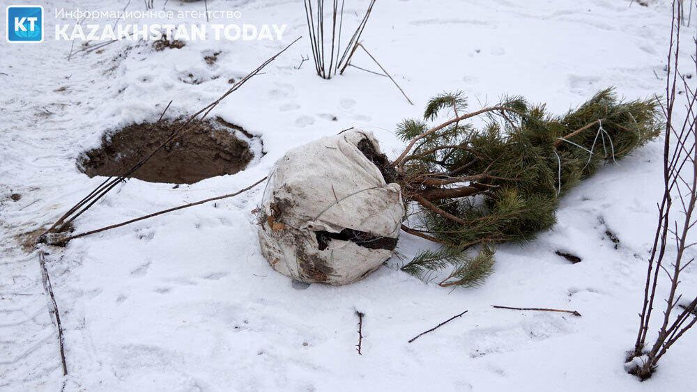 В Алматы высадили около 500 хвойных деревьев . Фото: Эрик Куватов