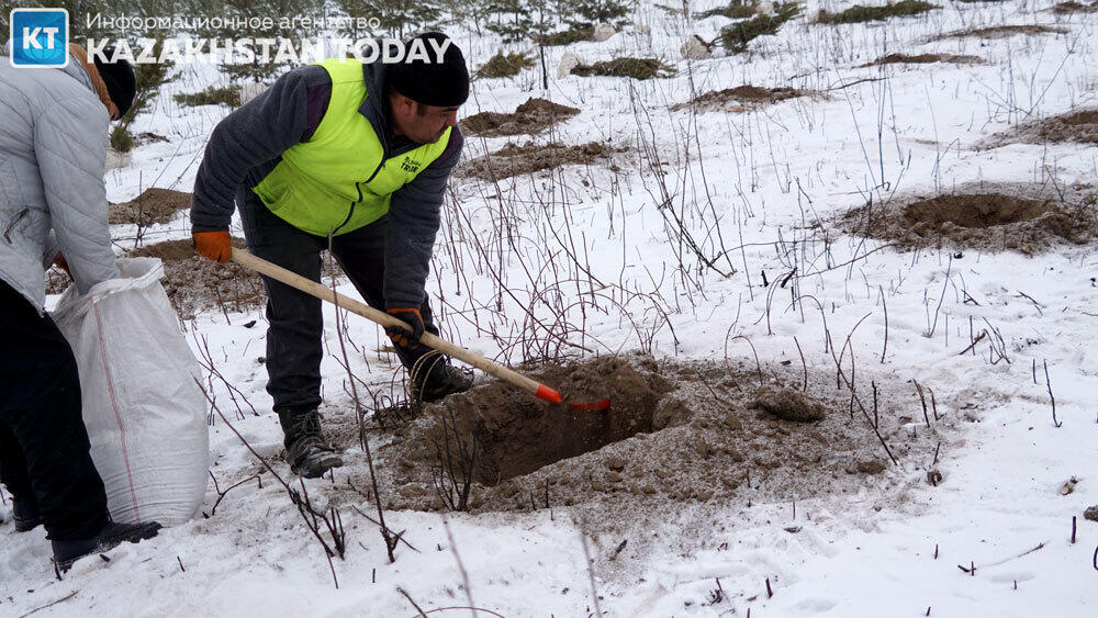 В Алматы высадили около 500 хвойных деревьев . Фото: Эрик Куватов