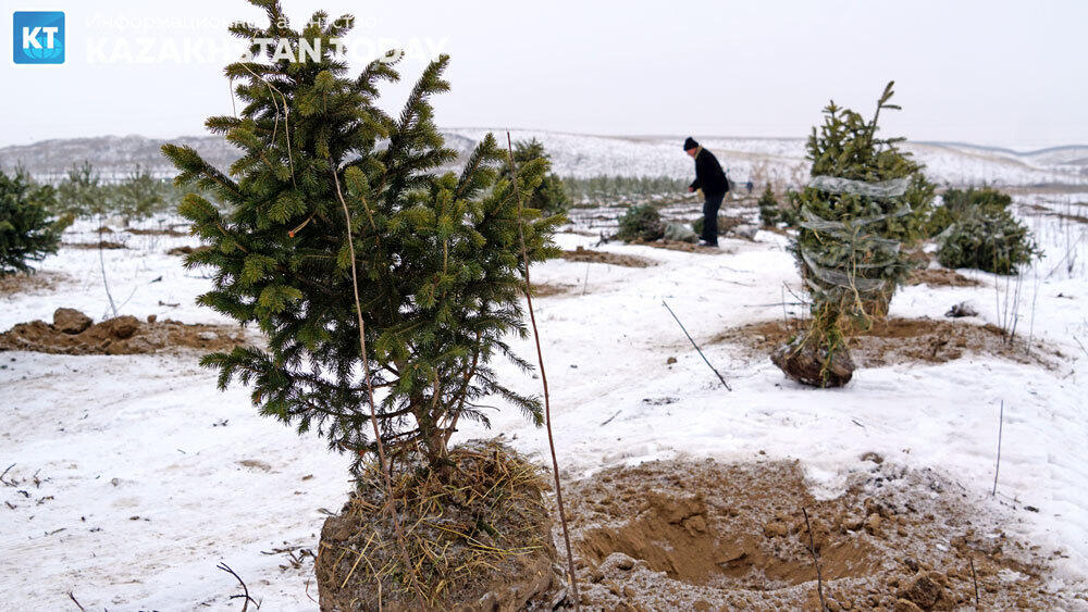 В Алматы высадили около 500 хвойных деревьев . Фото: Эрик Куватов